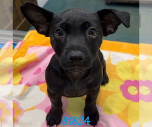 Dachshund-Labrador Retriever Mix Dogs for adoption in Chico, CA, USA