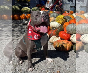 Sugar Cane - Male American Pit Bull Terrier-Unknown Mix Dog for Adoption - Photo #2