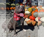 Small Photo #2 American Pit Bull Terrier-Unknown Mix Puppy For Sale in Germantown, OH, USA