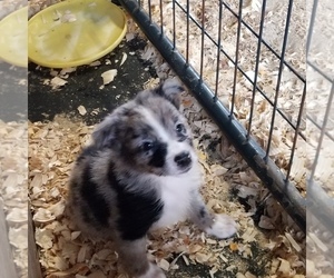 Australian Shepherd Puppy for sale in GARLAND, NC, USA