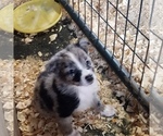 Small Photo #1 Australian Shepherd Puppy For Sale in GARLAND, NC, USA