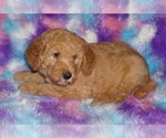 Small #1 Labradoodle