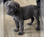 Small #5 Cane Corso