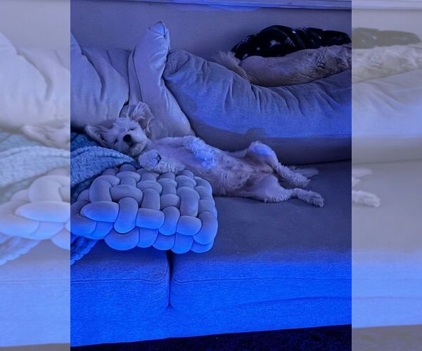 Medium Photo #6 Labradoodle-Maltese Mix Puppy For Sale in LOS ANGELES, CA, USA