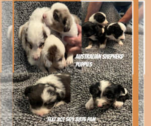 Australian Shepherd Puppy for sale in NORTH BERWICK, ME, USA