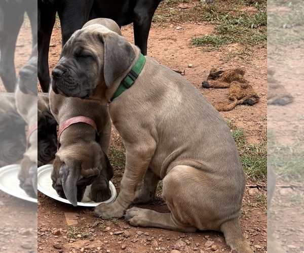 Medium Photo #3 Cane Corso Puppy For Sale in ROCKMART, GA, USA