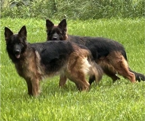 Mother of the German Shepherd Dog puppies born on 07/04/2025