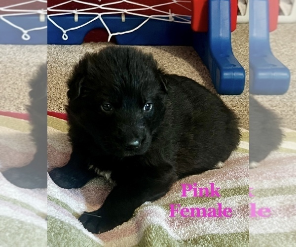 Medium Photo #6 German Shepherd Dog Puppy For Sale in FRUITLAND, WA, USA