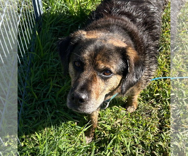 Medium Photo #1 Mutt Puppy For Sale in Woodbury, NY, USA