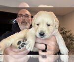 Small Photo #160 Labrador Retriever Puppy For Sale in HIGH POINT, NC, USA