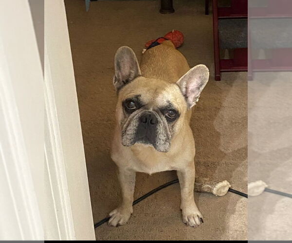 Medium Photo #5 French Bulldog-Unknown Mix Puppy For Sale in Missouri City, TX, USA