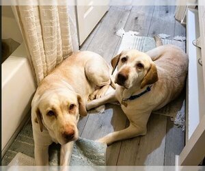 Labrador Retriever Dogs for adoption in Los Angeles, CA, USA