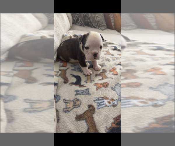 Medium Photo #1 English Bulldog Puppy For Sale in WASHINGTON, DC, USA