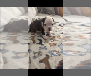 Medium English Bulldog