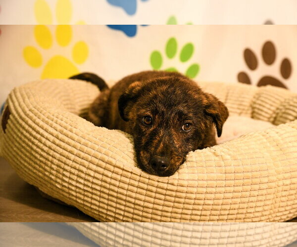 Medium Photo #2 Great Pyrenees-Unknown Mix Puppy For Sale in Brooklyn Center, MN, USA