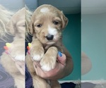 Small #2 Goldendoodle