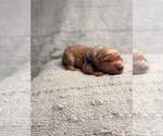 Small Photo #9 Goldendoodle Puppy For Sale in CLINTON, MO, USA