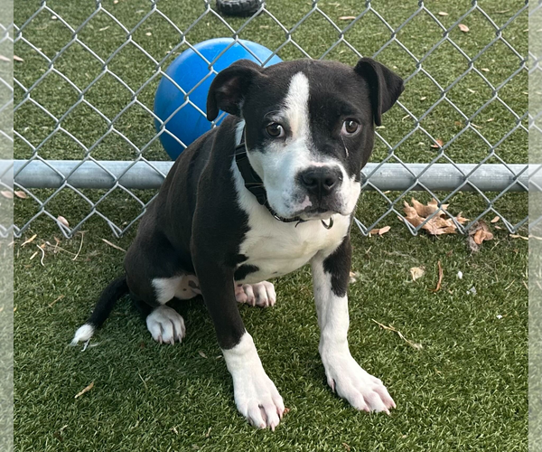 Medium Photo #4 Mutt Puppy For Sale in Woodbury, NY, USA