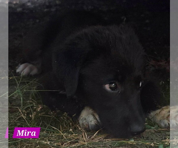 Medium Photo #4 Great Pyrenees-Unknown Mix Puppy For Sale in Alexander, AR, USA