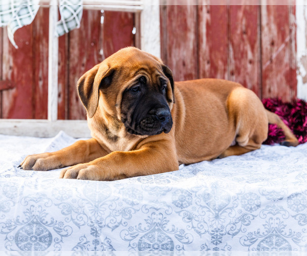 Medium Photo #12 Mastiff Puppy For Sale in WAKARUSA, IN, USA