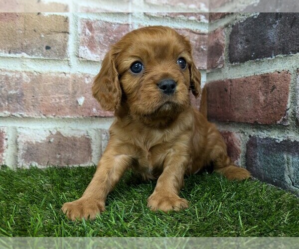 Medium Photo #8 Cavalier King Charles Spaniel Puppy For Sale in MOBERLY, MO, USA