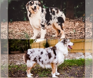 Mother of the Australian Shepherd puppies born on 12/10/2022