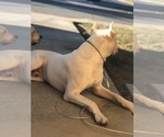 Small Photo #7 Dogo Argentino Puppy For Sale in BEAUMONT, CA, USA