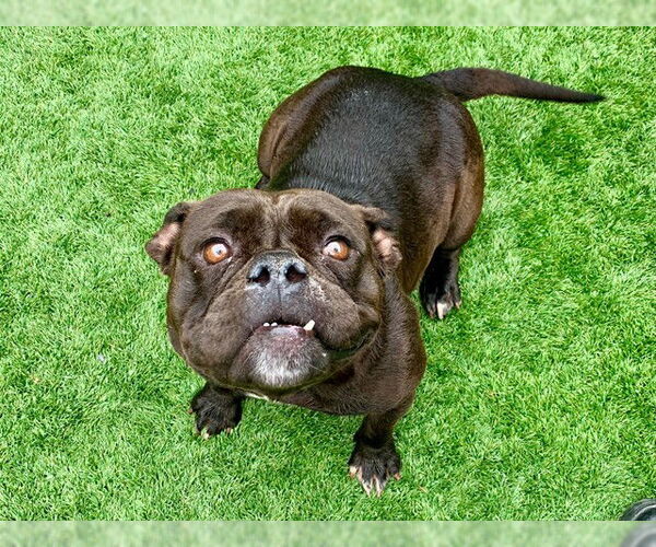 Medium Photo #1 Bulldog-Unknown Mix Puppy For Sale in Moreno Valley, CA, USA