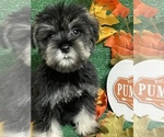 Small Photo #2 Schnauzer (Miniature) Puppy For Sale in FORT PIERCE, FL, USA