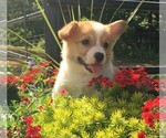 Small Photo #7 Pembroke Welsh Corgi Puppy For Sale in NORWOOD, MO, USA