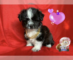 Small Photo #3 Maltese-Maltipoo Mix Puppy For Sale in SAN FRANCISCO, CA, USA