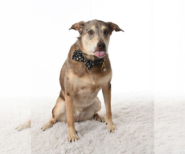 Medium Photo #9 Mutt Puppy For Sale in Sandy, UT, USA