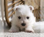 Small Photo #11 West Highland White Terrier Puppy For Sale in SYRACUSE, IN, USA