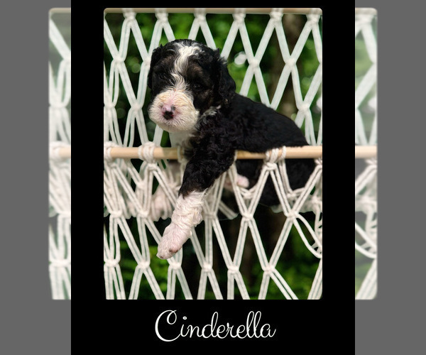Medium Photo #2 Bernedoodle-Poodle (Standard) Mix Puppy For Sale in MENIFEE, CA, USA