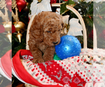 Small Photo #23 Goldendoodle Puppy For Sale in SAINT CLAIR SHORES, MI, USA