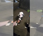 Small #6 Boston Terrier