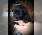 Small Photo #4 Border Collie-Norwegian Elkhound Mix Puppy For Sale in CHATFIELD, MN, USA