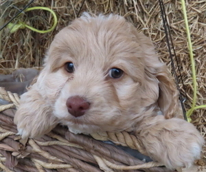 Cocker Spaniel-Poodle (Miniature) Mix Puppy for sale in BUCKLIN, MO, USA