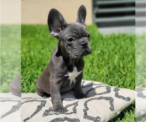 French Bulldog Puppy for sale in ATLANTA, GA, USA