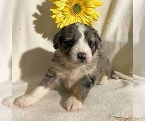 Bernedoodle-Poodle (Miniature) Mix Puppy for sale in FT PLAIN, NY, USA