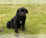Small #3 Cane Corso