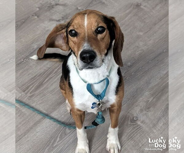 Medium Photo #4 Beagle-Unknown Mix Puppy For Sale in Washington, DC, USA