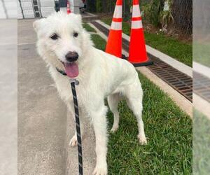 Poodle (Standard)-Unknown Mix Dogs for adoption in Conroe, TX, USA