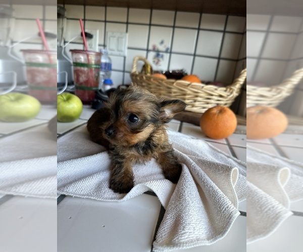 Medium Photo #3 Yorkshire Terrier Puppy For Sale in MADERA, CA, USA