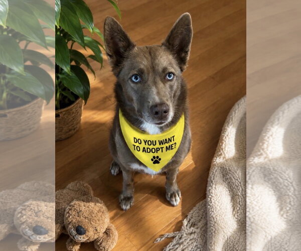 Medium Photo #6 Australian Kelpie-Siberian Husky Mix Puppy For Sale in Euless, TX, USA
