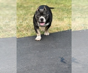 American Bully Puppy for sale in ALEXANDRIA, VA, USA