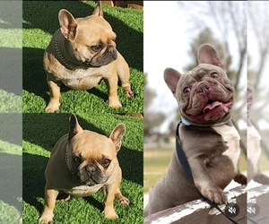 Father of the French Bulldog puppies born on 08/30/2023