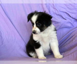 Medium Miniature Australian Shepherd