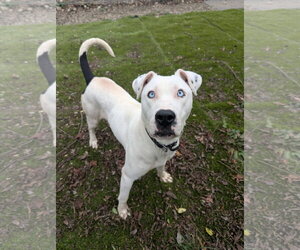Winter - Female American Pit Bull Terrier-Catahoula Leopard Dog Mix Dog for Adoption - Photo #3