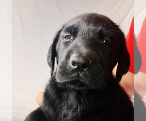 Labrador Retriever Puppy for sale in WILDWOOD, GA, USA